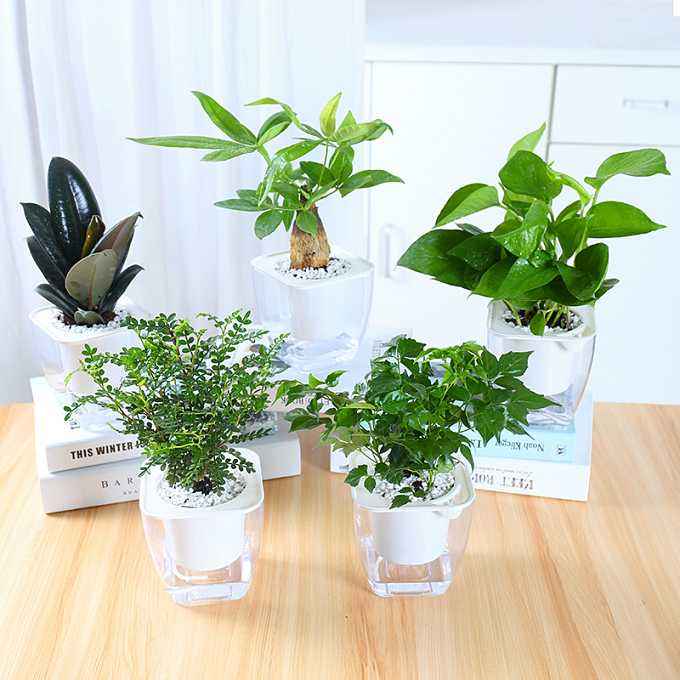 办公室装修完工后选择什么植物 办公室装修完工后选择什么植物